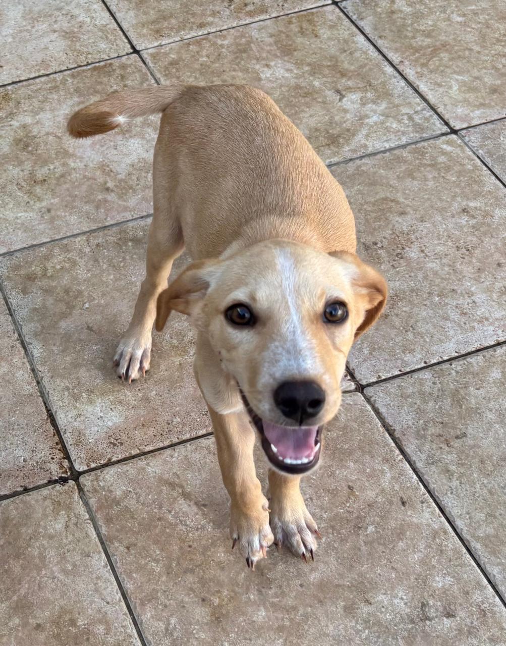 Chiens à adopter